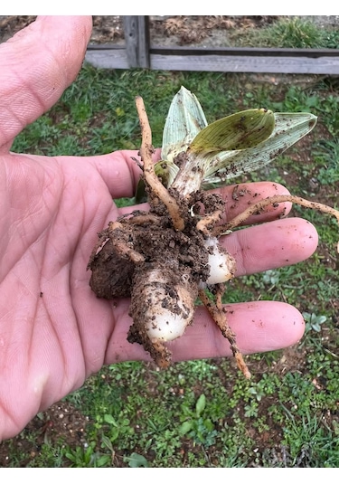 Dogal Salep Fidanı 25 Adet