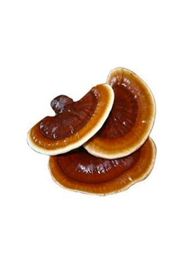 Reishi Ganoderma Lingzhi Mantar Tohumu +5000 Adet