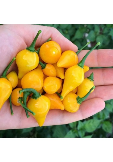 Biguinho Salmon Biber Tohumu 15 Tohum