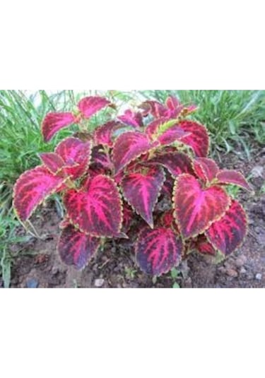 20 Adet Tohum Nadir Organik Kalyos Çiçeği Tohumu Hediye Tohumludur