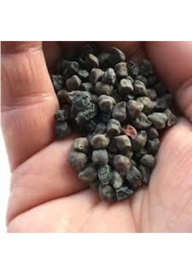 50 Adet Tohum Nadir Bulunan Kara Nohut Tohumu Organik Bahçe Siyah Nohut Tohumu Hediyeli