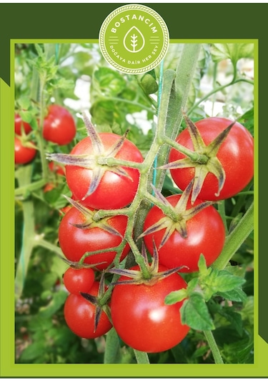 Cherry Domates Fidesi 6'lı Ambalaj
