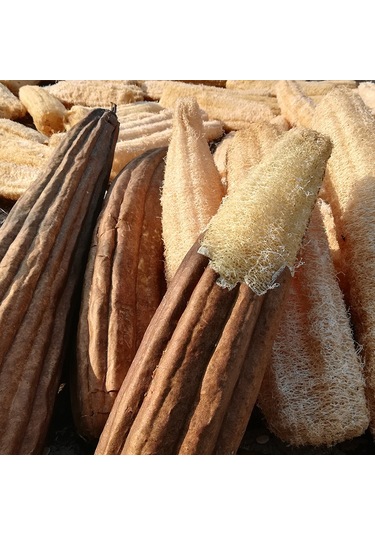 Hangfox Ev Kullanıma Ideal 30-39 Cm 3 Adet Doğal Patates Kabağı, Fırça Ve Yıkama Bezi İçin Dayanıklı Ve Pratik Kullanım Haki