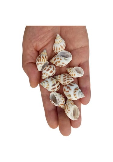 Pozitif Doğal Taş Junonia Shell Deniz Kabuğu 10'lu