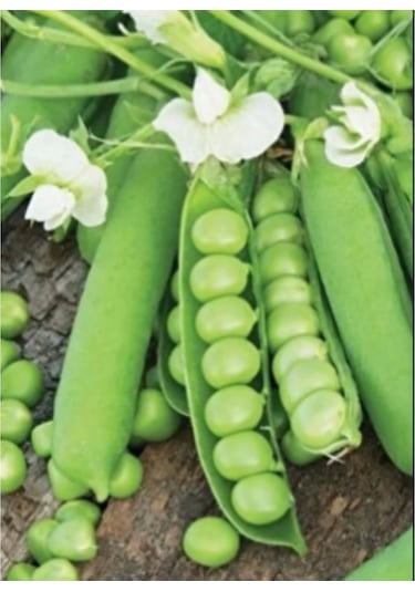 Utrillo Kürül İri Tane Bezelye Araka 1 Kg