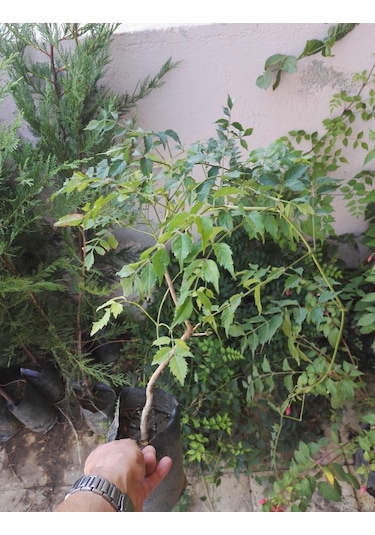 Acem Burusu Sarmaşığı Fidanı. Tüplü 40-60 Cm. Dikime Hazır