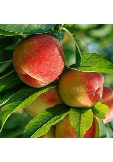 3 Yaş Aşılı Şeftali Fidanı Spring Lady, Torbada