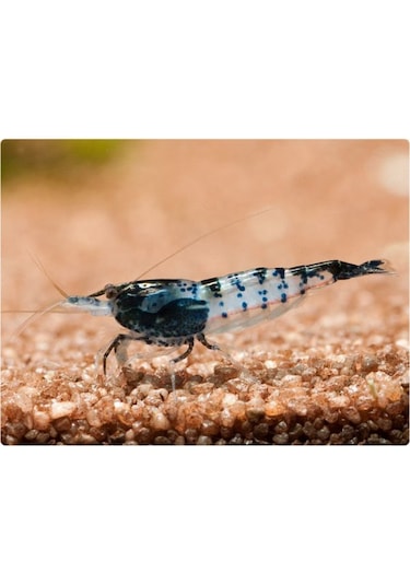 Rili Karides Karbon 4 Ad 1-1.2 Cm