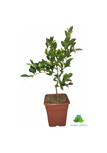 Limon Ağacı Saksıda Bodur Limon Fidanı Aşılı