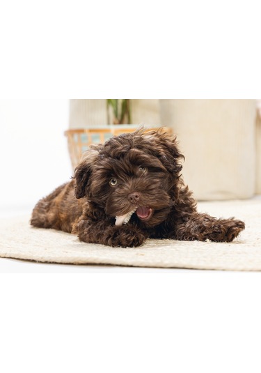 Beeztees Yavru Köpek Diş Oyuncağı, İçi Dolu Halka, Kauçuk, Pembe, 10cm