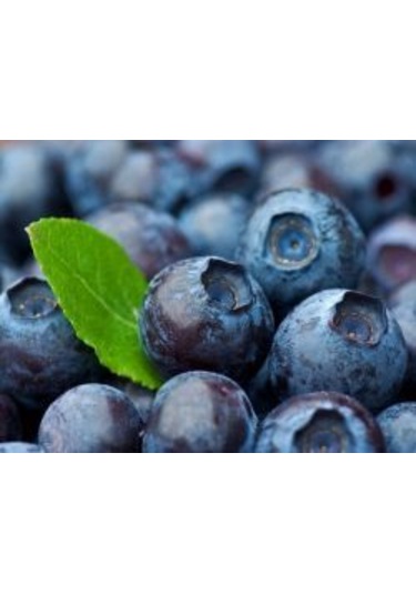 2 Adet Tüplü Yaban Mersini Vaccinium Corymbosum Fidanı - 2 Yaşı