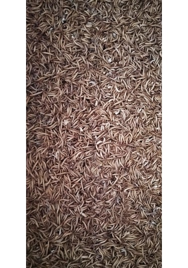 Mercan Un Kurdu 100 G