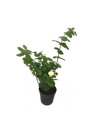 Mis Kokulu Katlı Ful Yasemin Çiçeği 1 Adet Saksılı 30-60cm Bahçe Bitkisi
