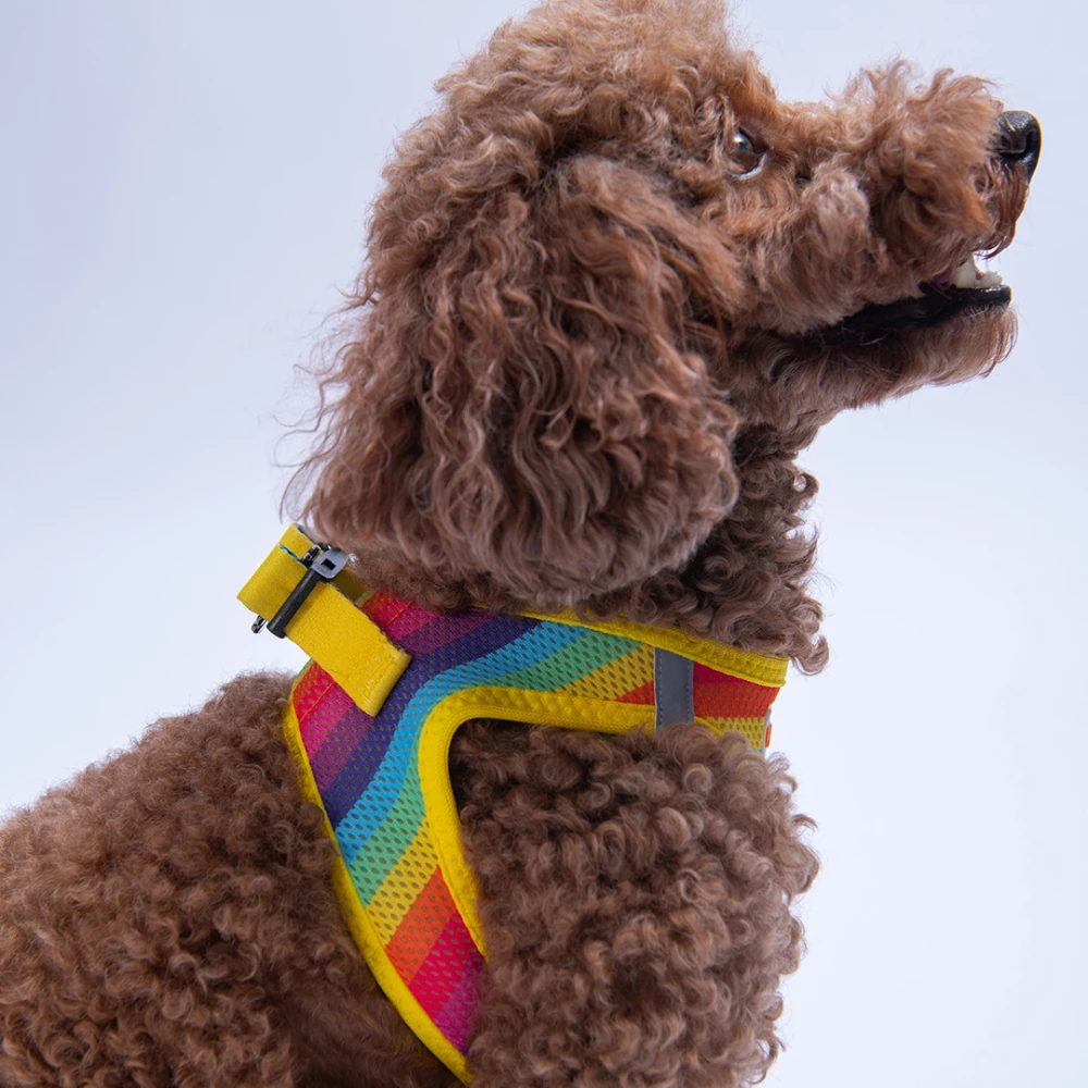 Rainbow Airmesh Kedi Köpek Göğüs Tasması S Çok Renkli
