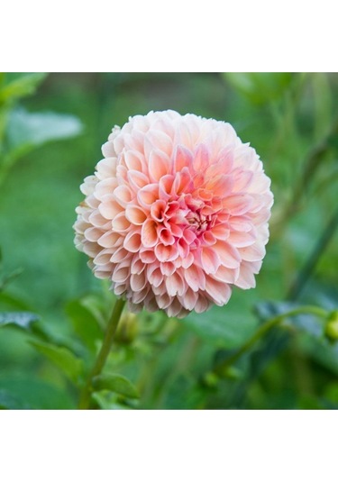 10 Adet A Pembe Renk Dahlia Yıldız Çiçeği Tohumu + 10 Adet Hediye Karışık Renk Gül Tohumu