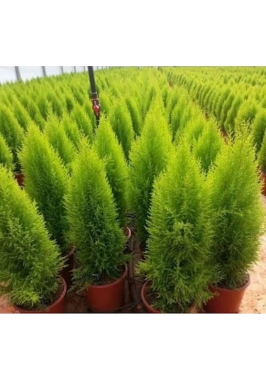 Limon Çamı Limoni Servi Fidanı 2 Yaşında 30-35 Cm