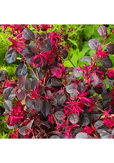 Loropetalum - Pembe Rüya Çiçeği 70-100 Cm Boyunda