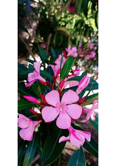 Gösterişli Ve Uzun Ömürlü Zakkum Fidanı Pembe 2 Yaşında