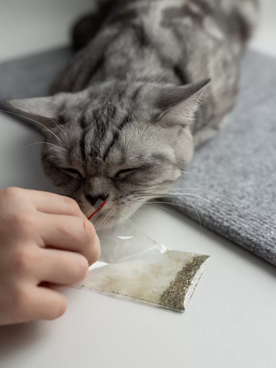 Dovol'nyj Pusistik Kedi Tırmalama Tahtası Yer Yatağı 214758654