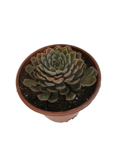 Özel Cins İthal Anaç Sukulent 18 'lik Saksıda
