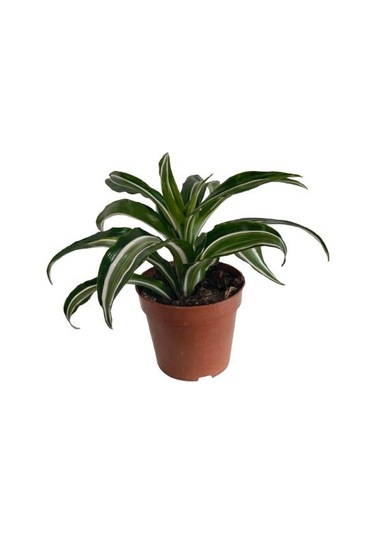 Dracaena Kanzi 12 Lik Saksıda