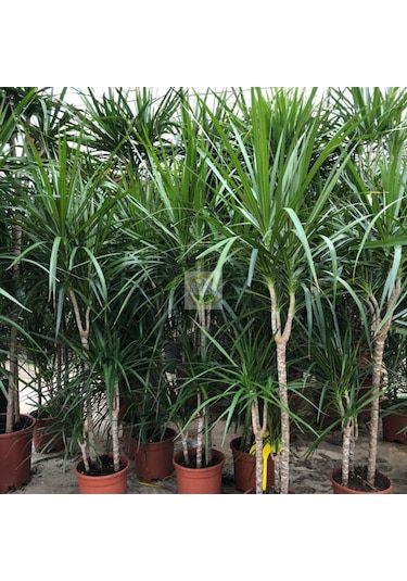 Dracaena Marginata Çiçeği 4 Gövdeli 150-160cm