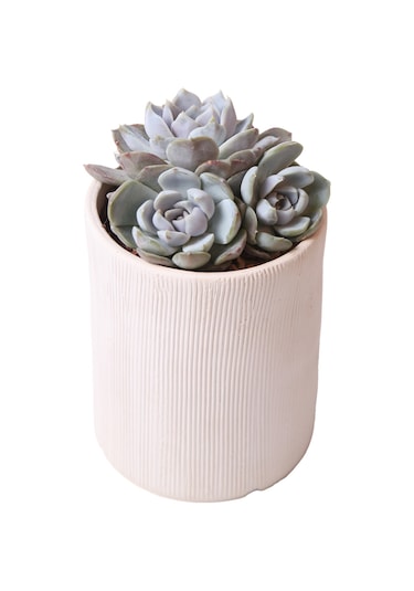 Echeveria Snow Bunny - Sukulent Haangarden