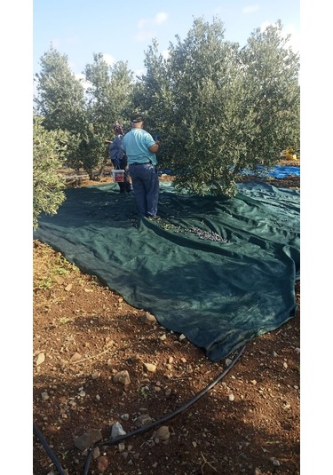 Nzl File Ambalaj Dut Toplama Filesi - 75'lik Yeşil File - Kurutma Filesi - Hasat Filesi - Fıstık Filesi