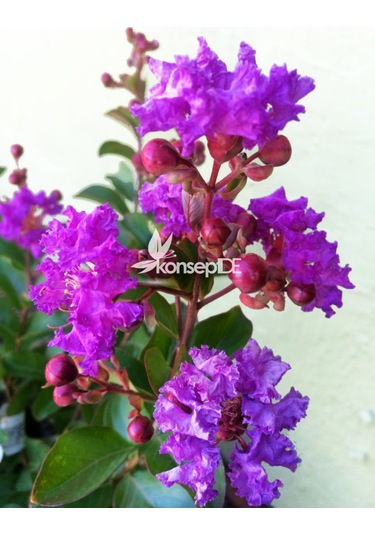 Oya Ağacı Eflatun Ispanyol Leylağı. Hint Leylağı