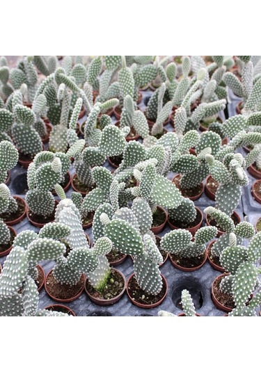Tavşan Kaktüs/beyaz Dikenli , 5.5 Cm Saksıda 1 Adet