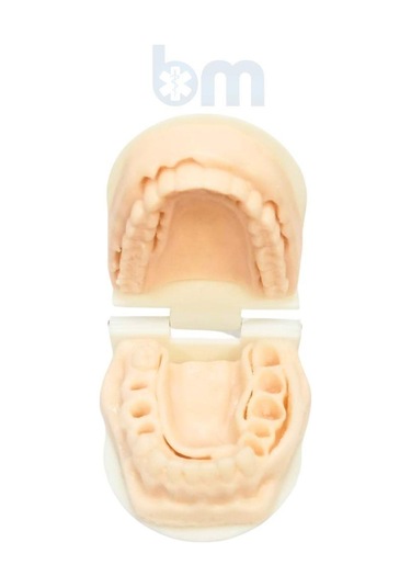 Barışhan Medikal Silikon Çene Diş Dikiş Modeli Ortodontik Alt Üst Çene Periodontal Sütür Eğitim Modeli-3