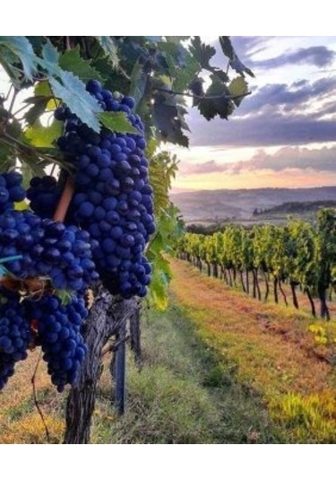 40 Adet Dimrit Üzüm Tohumu