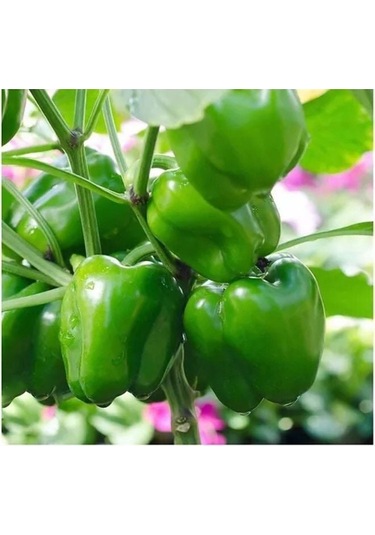 Geleneksel Kandil Dolmalık Biber Tohumu 70 Tohum