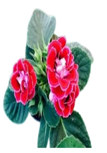 2 Adet Büyük Boy Gloksinya Bardak Menekşesi Kırmızı Renk