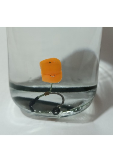 5 Adet Küspe Telli Sazan Rig Takımı Çift Turuncu Esp Mısır'lı