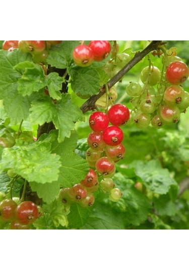 Kırmızı Bektaşi Üzümü & American Red Goosberry Fruit Tohumu Tropikal Meyve Tohumları 5 Adet Tohum