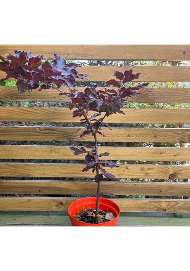 Kırmızı Kayın Fidanı 5 Adet - Fagus Sylvatica Atropurpurea