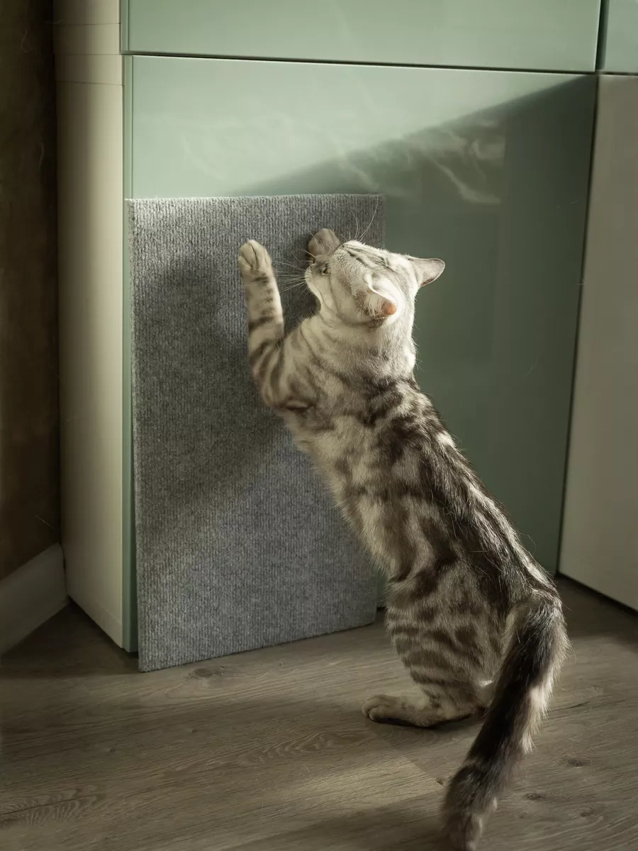 Dovol'nyj Pusistik Kedi Tırmalama Tahtası Yer Yatağı 214758654