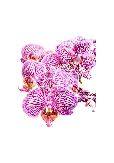 100 Adet Orkide Tohumu + 10 Adet Hollanda Gülü Tohumu N117041