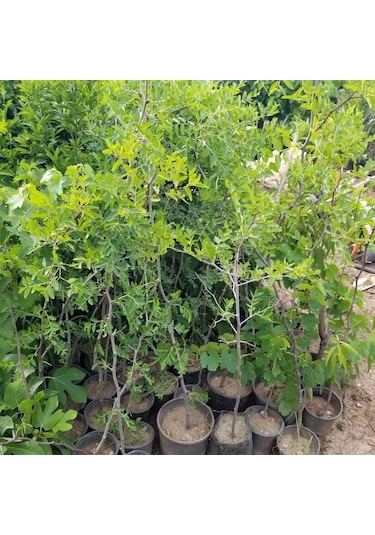 Tüplü Çok İri Taneli Aşılı Hünnap Fidanı Meyve Verir Yaşta