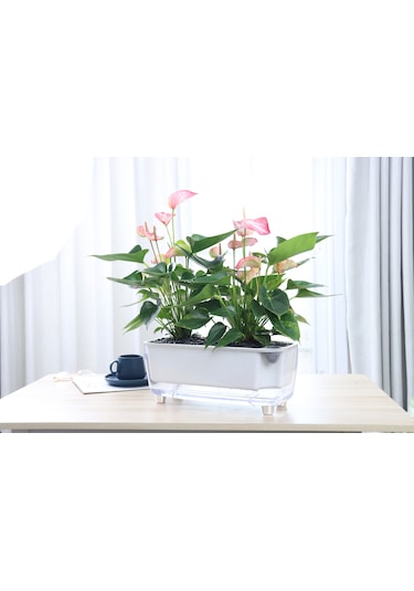 Kendi Kendini Sulayan Modern Akıllı Saksı Büyük Boy 38 X 16 X16.5 Cm