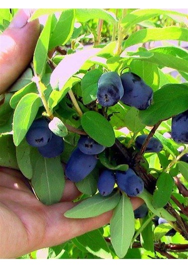 Bal Yemişi Honeyberry Fidanı