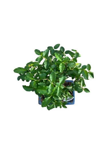 Bonsai - Ligustrum