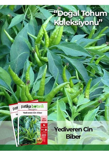 200 Adet Yediveren Cin Biber Tohumu Yukarı Bakan