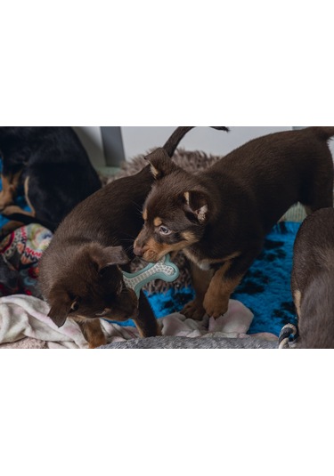 Beeztees Yavru Köpek Diş Oyuncağı, İçi Dolu Halka, Kauçuk, Yeşil, 10cm