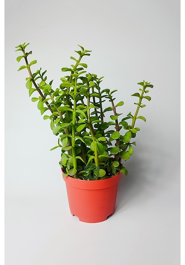Fil Azığı Portulacaria Afra Para Çiçeği 8.5 Saksıda