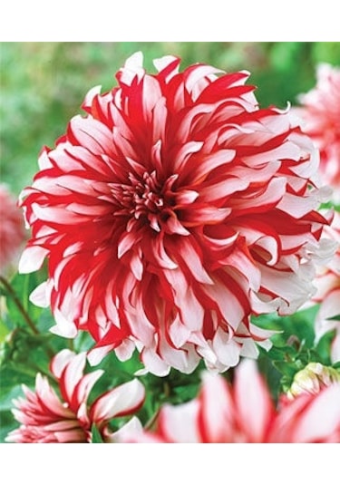 Hollanda'Dan İthal Yıldız Çiçeği Dehlia Çiçeği Tohumu 25 To