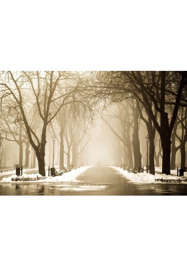 Ağaçlık Yol Duvar Posteri