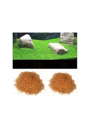 Akvaryum Bitkisi Canlı Su yoncası 5.000++ Adet Tohum
