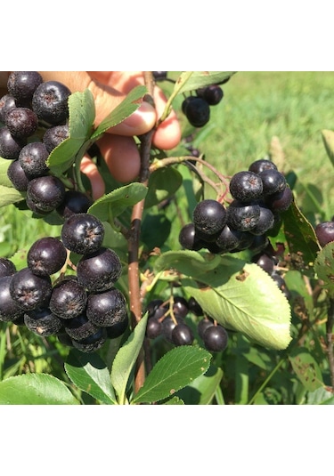 Aronya Fidanı 2 Adet 2 Yaş